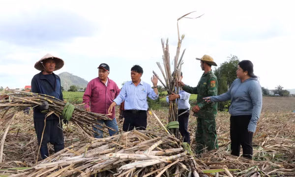 Giá mía thấp, đường tồn kho cao khiến doanh nghiệp nông dân gặp khó