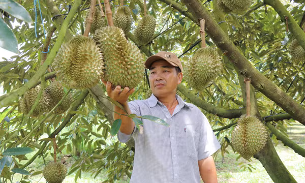 Quản lý và cấp mã số vùng trồng tạo 'luồng xanh' cho xuất khẩu