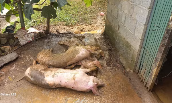 Kiểm soát, ngăn dịch tả lợn châu Phi từ biên giới