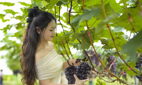 Điện Biên: Du lịch xanh từ những vườn nho trên đất Mường Phăng