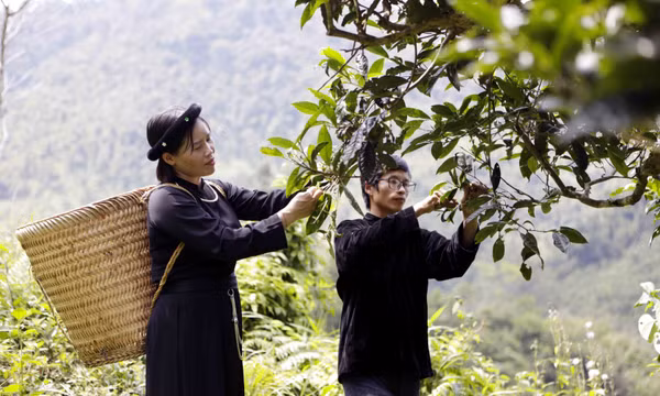 Đánh thức tiềm năng vùng chè Shan tuyết Đồng Phúc (Thái Nguyên)