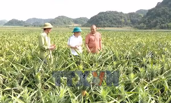 Nỗ lực giảm nghèo vùng đồng bào dân tộc thiểu số, miền núi