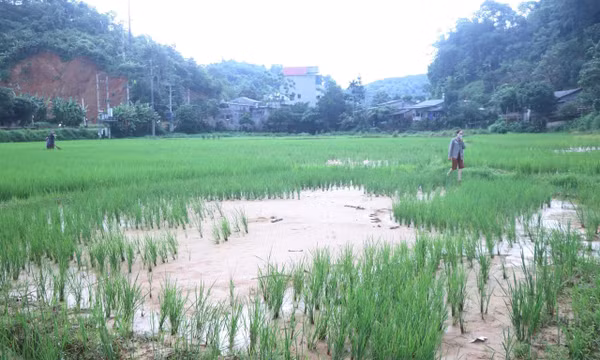 Đất, đá vùi lấp nhiều diện tích lúa tại tỉnh Thái Nguyên