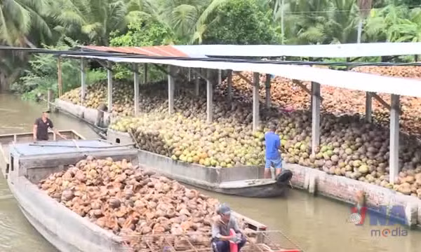 Giá dừa ở Vĩnh Long tăng cao