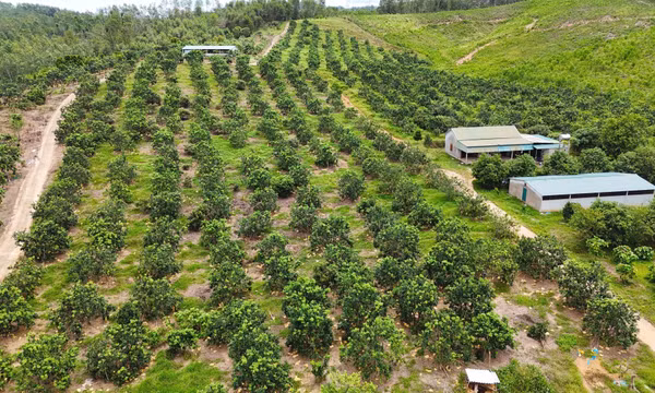 Hỗ trợ kỹ thuật giúp nông dân khôi phục nhanh sản xuất sau bão