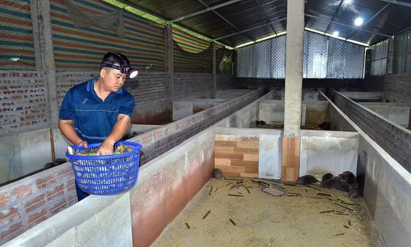 Mô hình nuôi dúi cho thu nhập hàng trăm triệu đồng mỗi năm