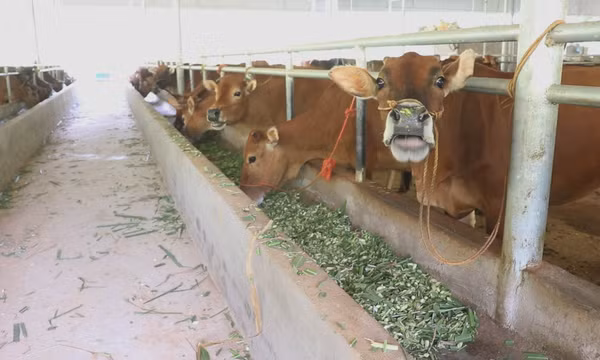 Xây dựng sinh kế bền vững từ nghề nuôi trâu bò vỗ béo