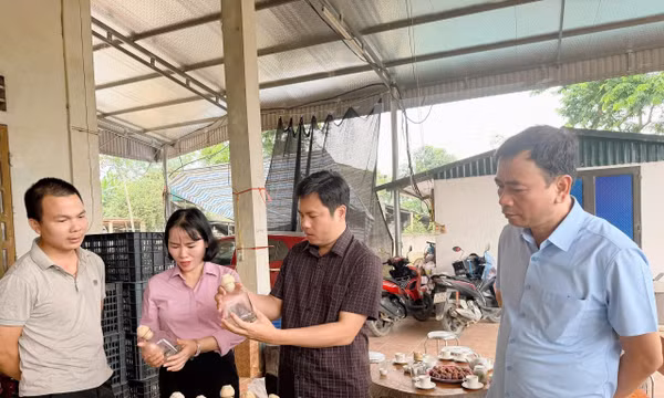 Mở hướng thoát nghèo từ mô hình nuôi cấy mô thực vật