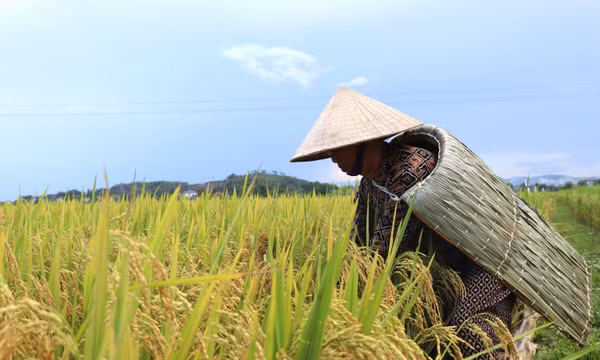 Yên Lạc “giữ lửa” nghề chằm áo tơi truyền thống