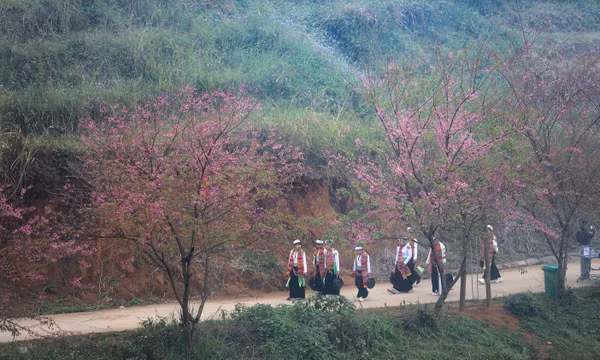 Mùa hoa anh đào xóm Mừng - điểm hẹn du lịch gắn với bảo tồn văn hóa Mường