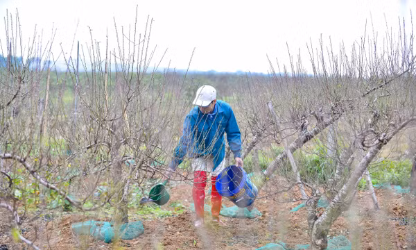 Thủ phủ đào phai xứ Thanh thay áo mới