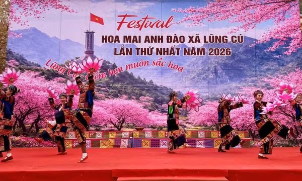 Khai mạc Festival hoa mai anh đào xã Lũng Cú
