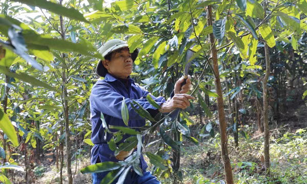 'Vàng xanh' mở lối làm giàu trên đất dốc Phú Thọ
