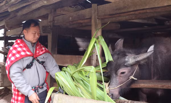 Giữ ấm cho đàn gia súc nơi vùng cao, biên giới Tuyên Quang