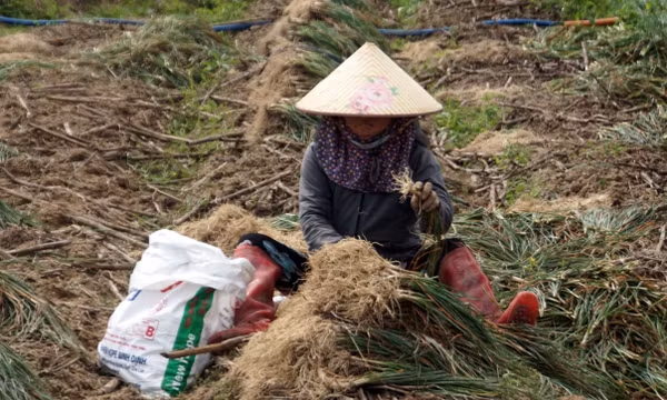 Gia Lai được mùa, được giá vụ kiệu Tết
