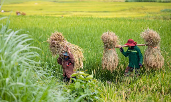 Sơn La: Mùa thu hoạch lúa ở xã Yên Châu