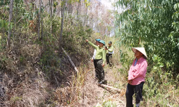 Rừng keo chết khô, Quảng Ngãi cảnh báo cháy rừng cấp cực kỳ nguy hiểm