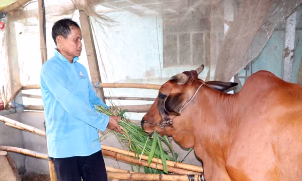 Đa dạng hóa mô hình sinh kế giúp đồng bào Khmer giảm nghèo bền vững