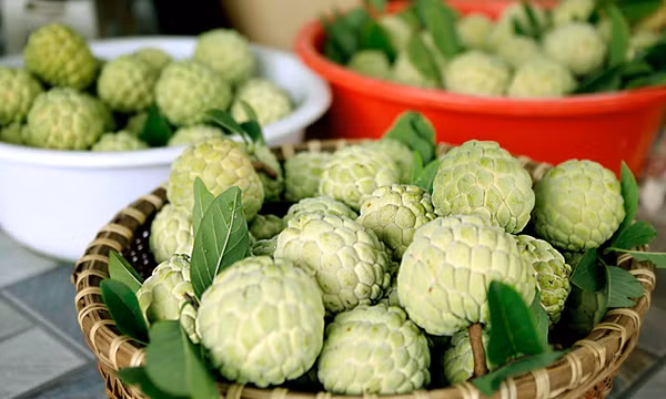 Rộn ràng mùa thu hoạch na Bồ Lý