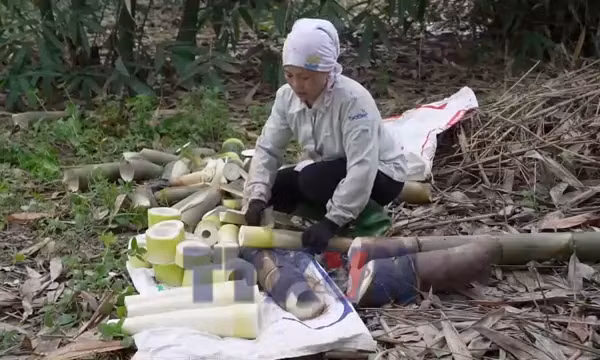 Nông dân Lào Cai làm giàu từ liên kết xuất khẩu măng Bát Độ