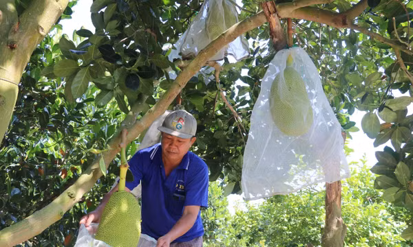 Giá mít siêu sớm tăng mạnh trong các tháng cuối năm
