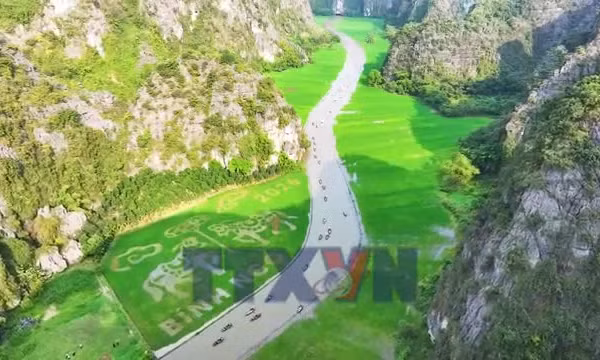 Bức tranh lúa khổ lớn giữa núi non Ninh Bình