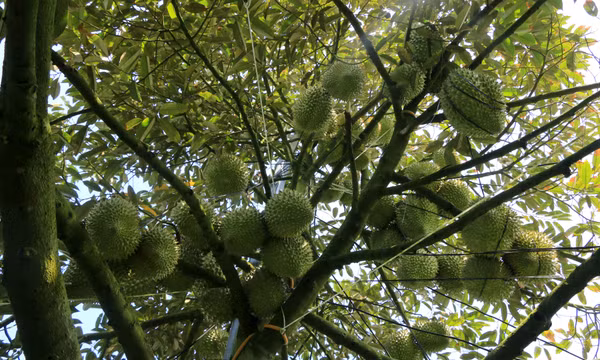 'Vương quốc' cây ăn trái Đồng Tháp tạo chỗ đứng vững chắc