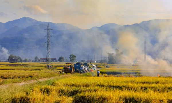 Nhộn nhịp ngày mùa trên cánh đồng Mường Thanh