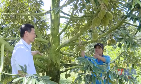 Chủ động ứng phó triều cường, bảo vệ vùng chuyên canh sầu riêng
