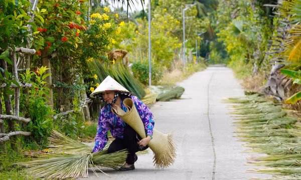 Đồng cỏ bàng giúp ổn định cuộc sống người dân vùng biên giới Tây Nam
