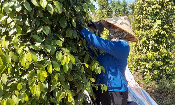 Người dân vùng biên phấn khởi đón Tết nhờ vốn tín dụng chính sách ưu đãi
