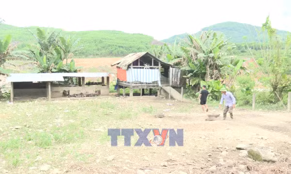 Đà Nẵng: Nông dân miền núi thoát nghèo nhờ mô hình trang trại