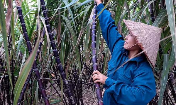 Phát triển mía tím Mường Bi thành cây trồng đặc sản