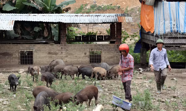96 năm thành lập Đảng: Dấu ấn của Đảng trong phát triển kinh tế khu vực miền núi