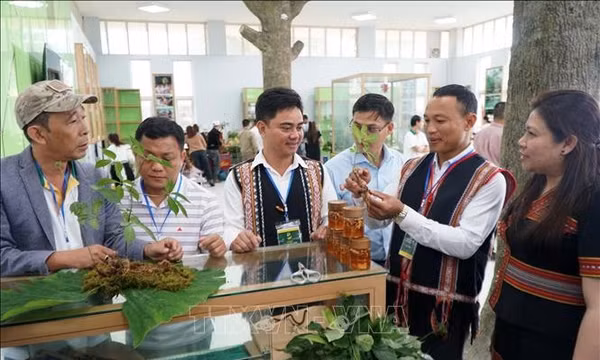 Hỗ trợ 13.400 cây giống sâm Ngọc Linh cho bà con vùng núi