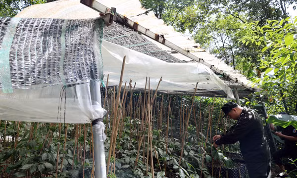 Chấn chỉnh hoạt động trồng sâm Ngọc Linh 'không thân thiện môi trường'