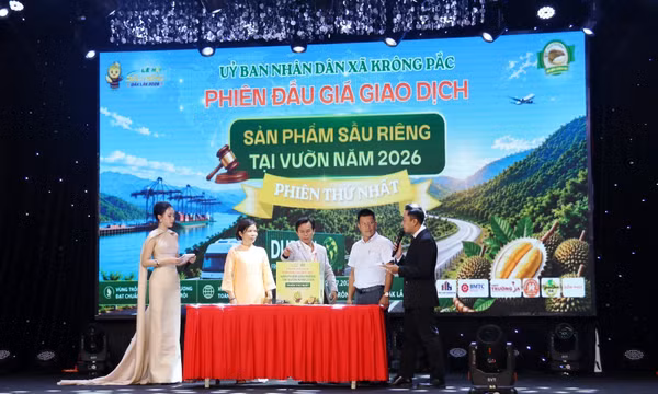 Đắk Lắk lần đầu đấu giá sầu riêng tại vườn