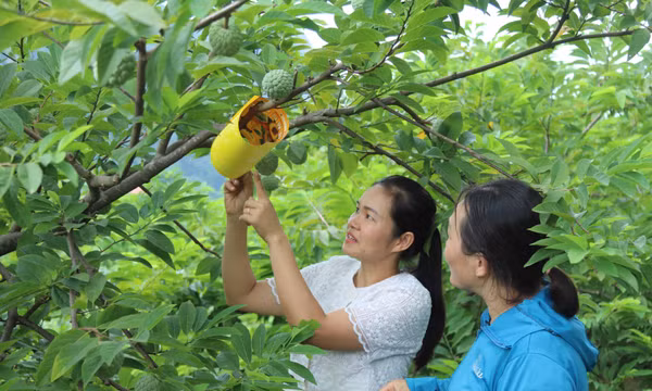 Bảo vệ chất lượng, giữ giá trị thương hiệu cho na Chi Lăng