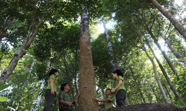Giữ màu xanh cho những cánh rừng đặc dụng Đèo Cả