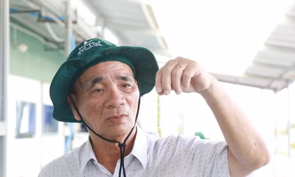 Người đưa sản phẩm rong nho Việt vươn ra thế giới