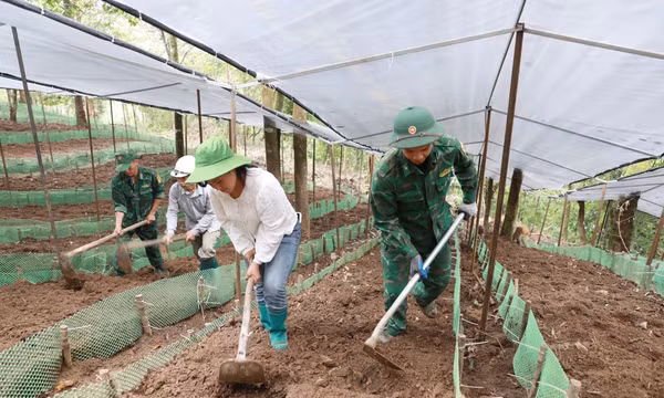 Cây sâm bén rễ, tình quân dân thêm gắn bó nơi biên cương
