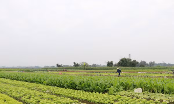 Lào Cai hỗ trợ khôi phục sản xuất nông nghiệp giúp người dân đón Tết an lành