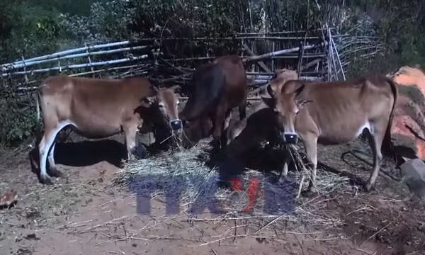 Người dân vùng cao Nậm Có chủ động phòng, chống rét cho gia súc