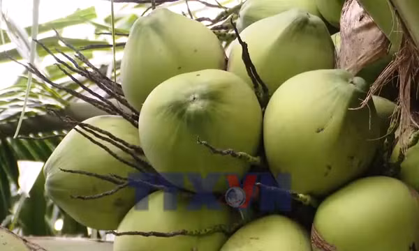 Phát triển vùng chuyên canh dừa phục vụ xuất khẩu