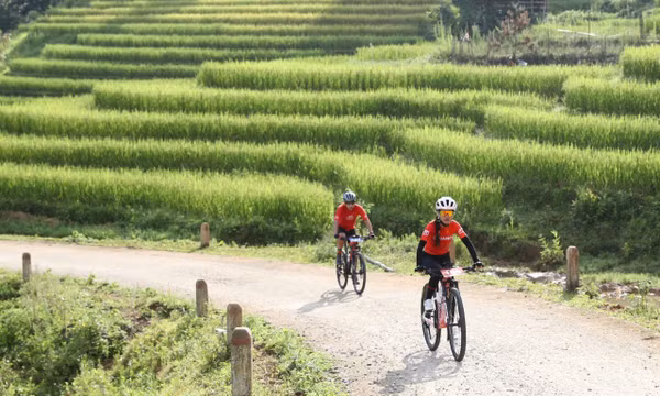 'Vút bay trên sóng lúa vàng': Điểm nhấn mùa du lịch hè Lào Cai