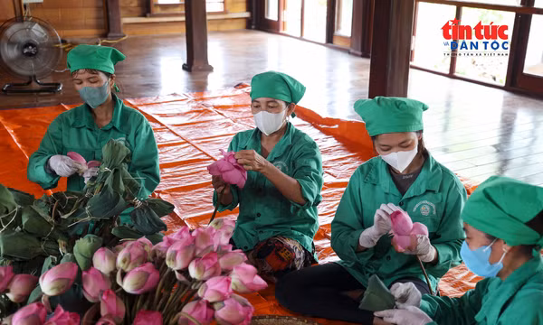 Nâng giá trị chè sạch từ sản phẩm trà sen ướp sổi
