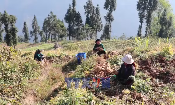 Người dân Tuyên Quang ổn định sinh kế trên nương đá