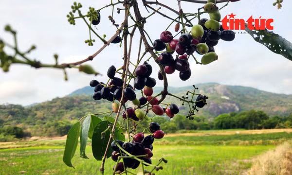 Bảy Núi vào mùa trâm: Quà quê tím ngọt gọi mời