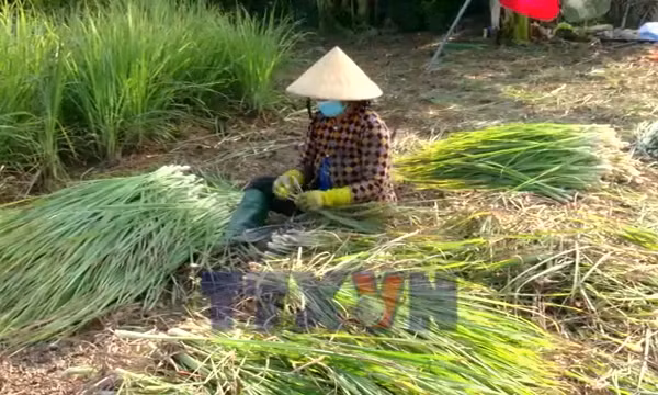 Xuân mới trên Cù lao Tân Phú Đông