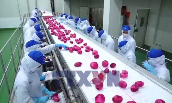 Hợp tác xã tìm chỗ đứng trong chuỗi liên kết kinh tế tư nhân